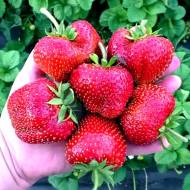 Саженец Клубника садовая Кисс Неллис в контейнере