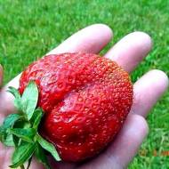 Саженец Клубника садовая Кристал Голд F1 в контейнере