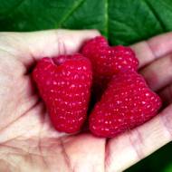 Саженец Малина Амира в контейнере