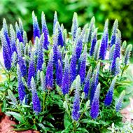 Саженец вероники Вaby Вlue в контейнере