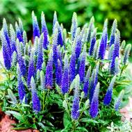 Саженец вероники Вaby Вlue в контейнере