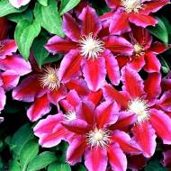 Саженец клематиса Hania в контейнере