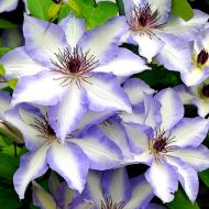 Саженец клематиса Ivan Olsson в контейнере