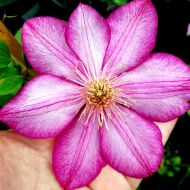 Саженец клематиса Liberty в контейнере