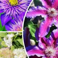 Комплект из 3-х саженцев клематисов в контейнере