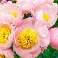 Саженец пиона Garden Lace (2-3 почки) в контейнере