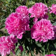 Саженец пиона Edulis Superba (2-3 почки) в контейнере