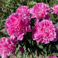 Саженец пиона Edulis Superba (2-3 почки) в контейнере