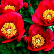 Саженец пиона Fairy Princess (2-3 почки) в контейнере