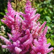 Саженец астильбы Америка (Amerika) в контейнере