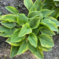 Саженец хосты Golden Tiara в контейнере