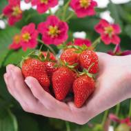 Саженец Клубника Саммер Бриз в контейнере