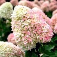 Саженец гортензии метельчатой Summer Love в контейнере