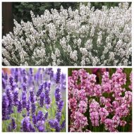 Комплект саженцев лаванды в контейнере
