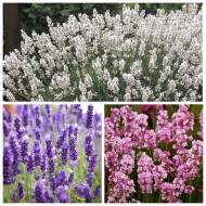 Комплект саженцев лаванды в контейнере