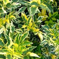 Саженец бузины черной Мадонна в контейнере