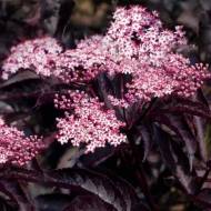 Саженец бузины черной Пурпуреа в контейнере