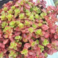 Саженец очитка (седум) Вуду (Voodoo) в контейнере