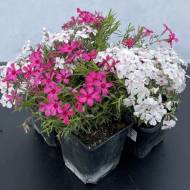 Комплект з 3-х саженцев шиловидных флоксов в контейнере