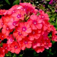 Саженец флокса Juliglut в контейнере