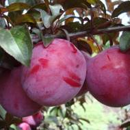 Саженец Слива Голливуд (тип венгерка) в контейнере