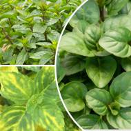 Комплект з різних сортів м'яти в контейнері