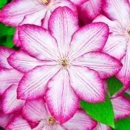 Саджанець Клематис Liberty в контейнері