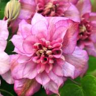 Саджанець Клематис Pink Passion в контейнері