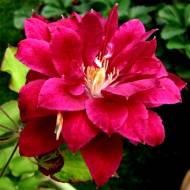 Саджанець Клематис Red Star в контейнері