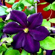 Саджанець Клематис Romantika в контейнері