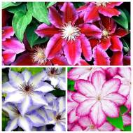 Комплект з 3-х саджанців клематисів в контейнері