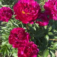 Півонія Karl Rosenfield в контейнері