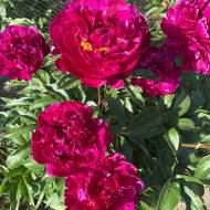 Півонія Karl Rosenfield в контейнері