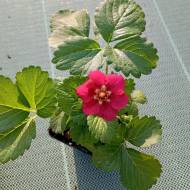 Саджанець Суниця Саммер Бріз в контейнері