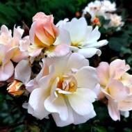 Троянда грунтопокривна Айворі Дріфт в контейнері