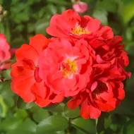 Троянда грунтопокривна Корал Дріфт в контейнері