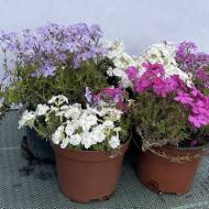 Комплект з 3-х шиловидних флоксів різних сортів на вибір компанії в контейнері