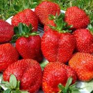 Саджанець Суниця садова Королева Єлизавета 2 в контейнері