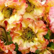 Саджанець Гравілат Pretticoats Peach в контейнері