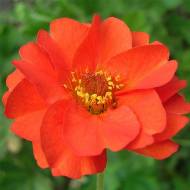 Саджанець Гравілат Mrs. Bradshaw в контейнері