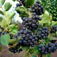 Саджанець Аронія (Горобина чорноплідна) Неро (Nero) в контейнері