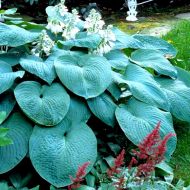 Саджанець Хоста Bressingham Blue в контейнері