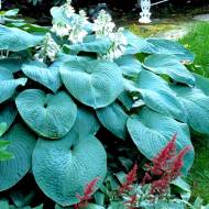 Саджанець Хоста Bressingham Blue в контейнері