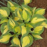 Саджанець Хоста Beach Boy в контейнері