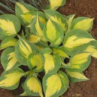 Саджанець Хоста Beach Boy в контейнері