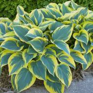 Саджанець Хоста First Frost в контейнері