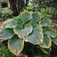 Саджанець Хоста Sagae в контейнері