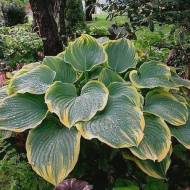 Саджанець Хоста Sagae в контейнері