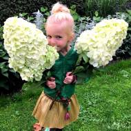 Саджанець Гортензія волотиста Hercules в контейнері