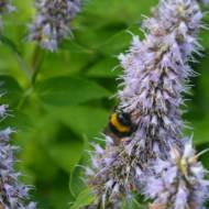 Саженец лофанта анисового в контейнере